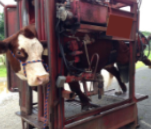 <p>cattle restraint #5</p>
