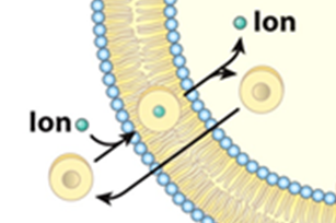 <p><strong>¿Qué tipo de transporte es el que se representa en la imagen? </strong></p>