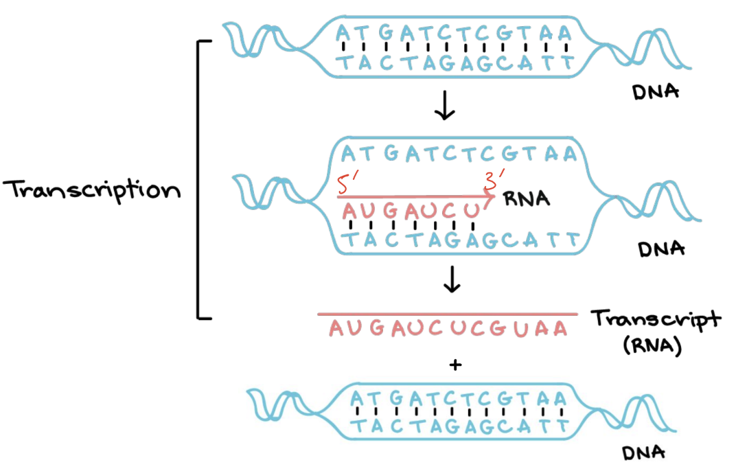 <p>explain transcription using the diagram provided </p>