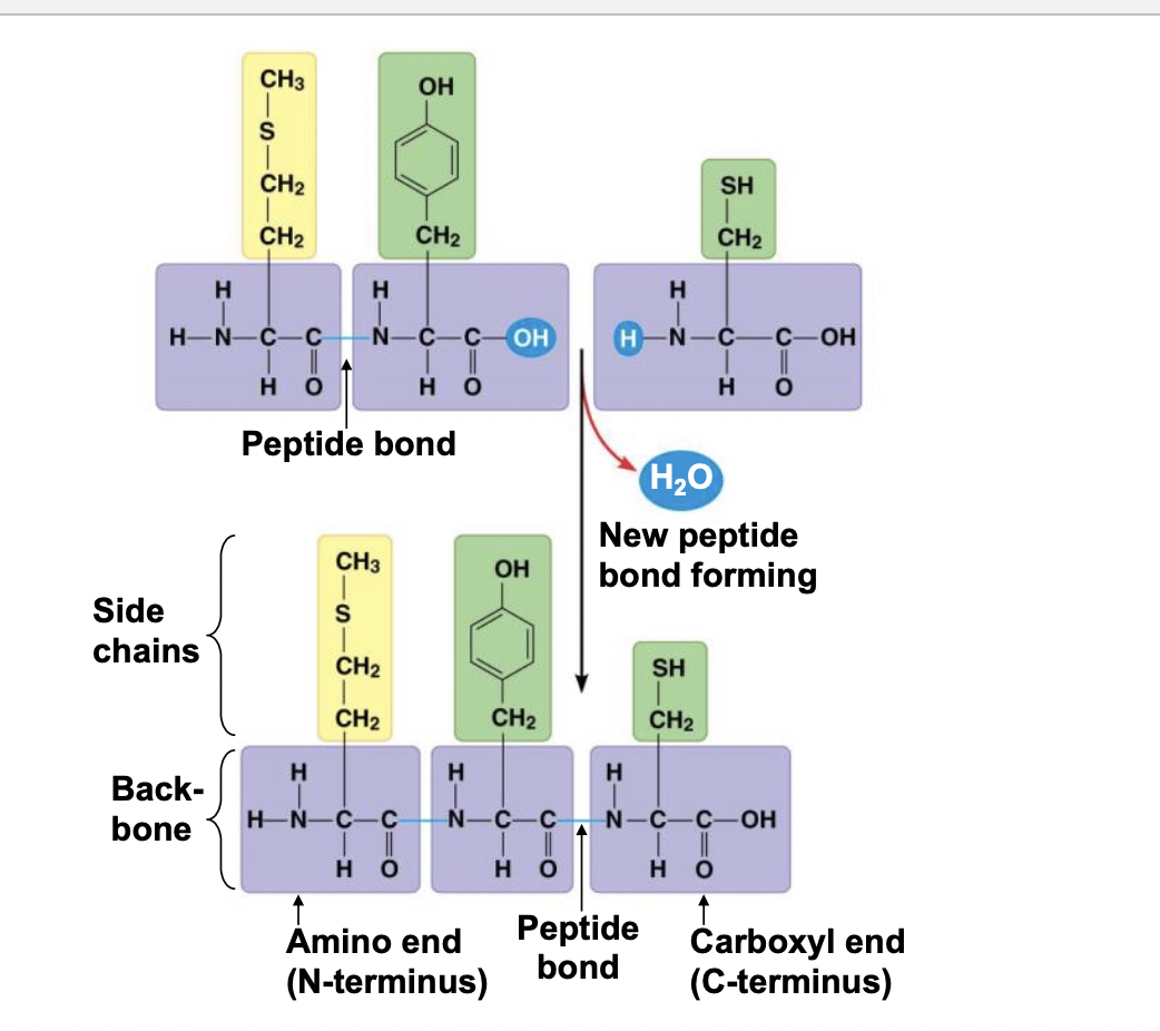 <p>When amino acids are covalently  bonded together (peptide bonds) by  a dehydration reaction they make a  long chain of linked amino acids</p>