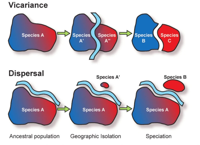 <ul><li><p>extinction, which can cause disjunct distributions</p></li><li><p>dispersal, which is movement of indivduals that can expand ranges</p></li><li><p>vicariance, which is separation of widespread species by barriers arising from geology, climate, or habitat</p></li></ul><p></p>