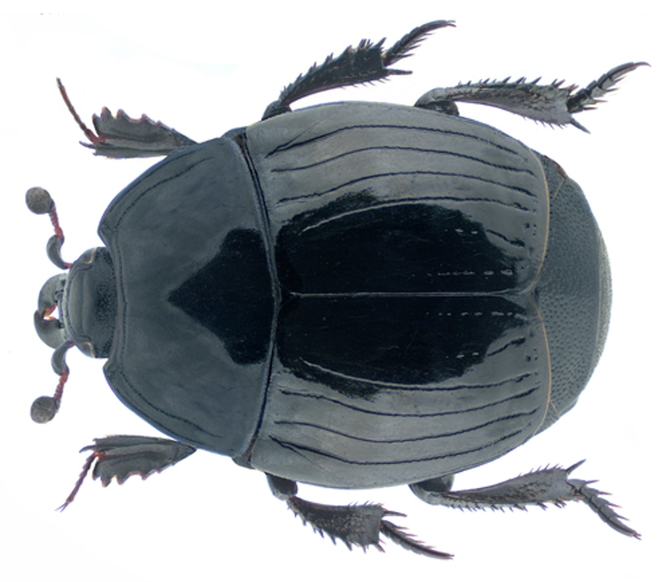 knowt flashcard image