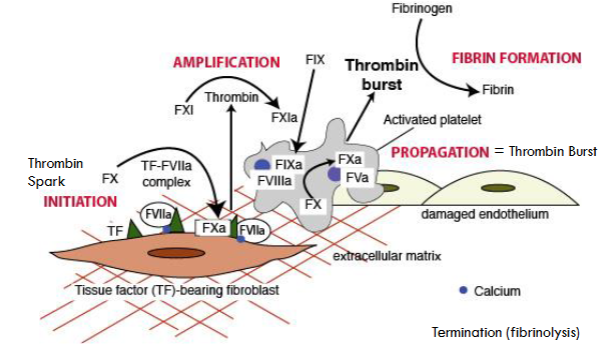<ul><li><p>initiation (thrombin spark)</p></li><li><p>amplification</p></li><li><p>propagation (thrombin burst)</p></li><li><p>fibrin formation</p></li><li><p>termination (fibrinolysis)</p></li></ul><p></p>