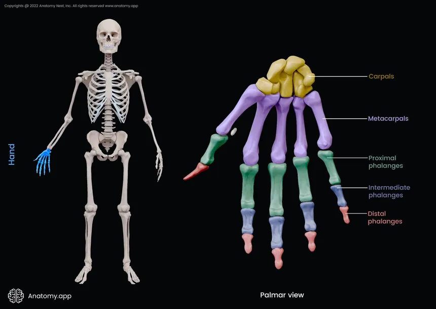 <p>most intermediate of the phalanges on a metacarpal</p>