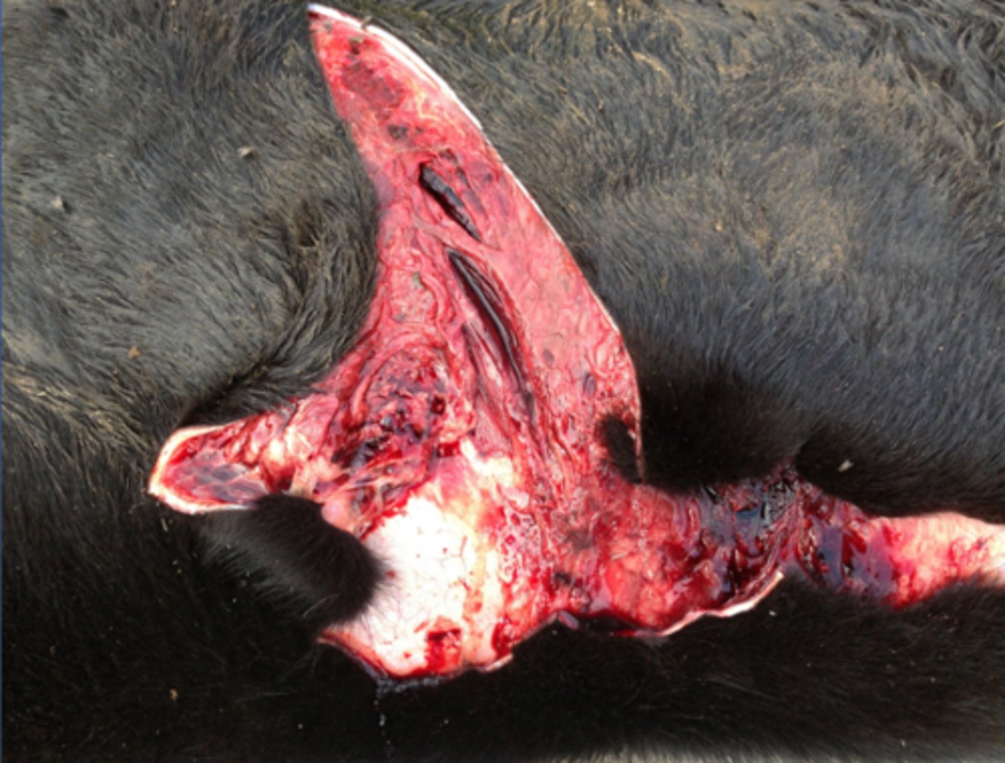 <p>If a cow presents like this, which smells like rancid butter, where a couple calves have died in the last few days and more are limping, you know they have not been vaccinated for WHAT?</p>