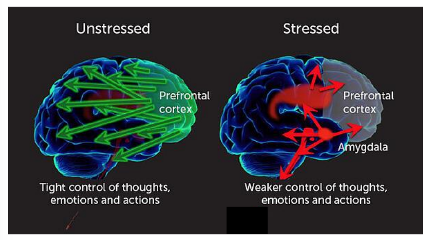 <p>unstressed: prefrontal cortex</p><ul><li><p>tighter control of thoughts, emotions, actions</p></li></ul><p>stressed: PFC, amygdala</p><ul><li><p>weaker control</p></li></ul>