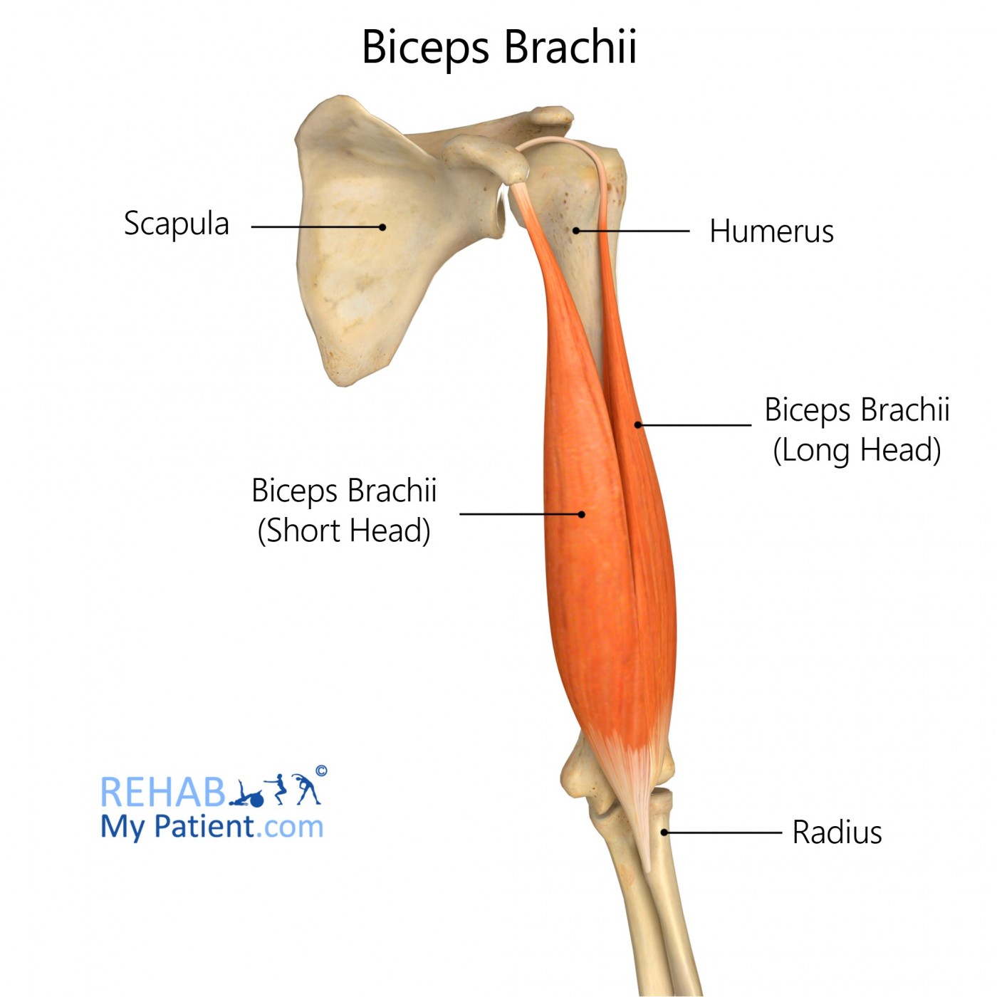 <p>Action: Elbow flexion, supination, shoulder flexion</p><p>Origin: Coracoid process (scapula</p><p>Insertion: Medial humerus</p><p>Innervation: Musculocutaneous nerve C5-7</p>