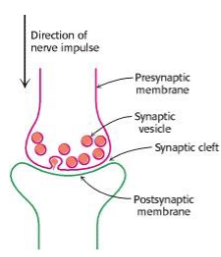 <ul><li><p>Ligand-gated receptors, such as those activated by acetylcholine, allow communication of nerve impulses between neurons. </p></li><li><p>Voltage-gated sodium and potassium channels propagate nerve impulses along the axon. </p></li><li><p>Gap junctions enable rapid, synchronised signalling between cells and permit the transfer of small metabolic nutrients.</p></li></ul><p></p>