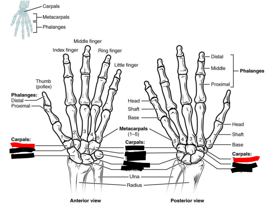 <p>carpals</p>