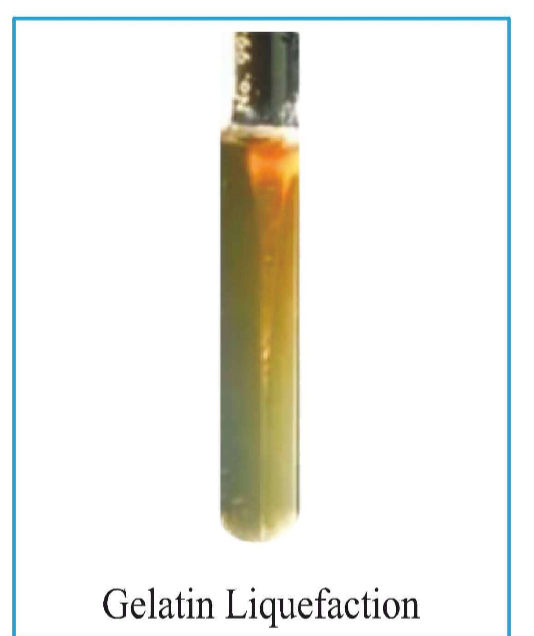 <ul><li><p><em>B. anthrax</em> are obligate aerobes (require oxygen)</p></li><li><p>At surface of tube there is more oxygen than bottom, so it will have more energy at surface</p></li><li><p>Gelatin liquefaction occurs maximally at surface and keep on diminishing as moving down.</p></li><li><p>Shows inverted fir tree appearance.</p></li></ul>