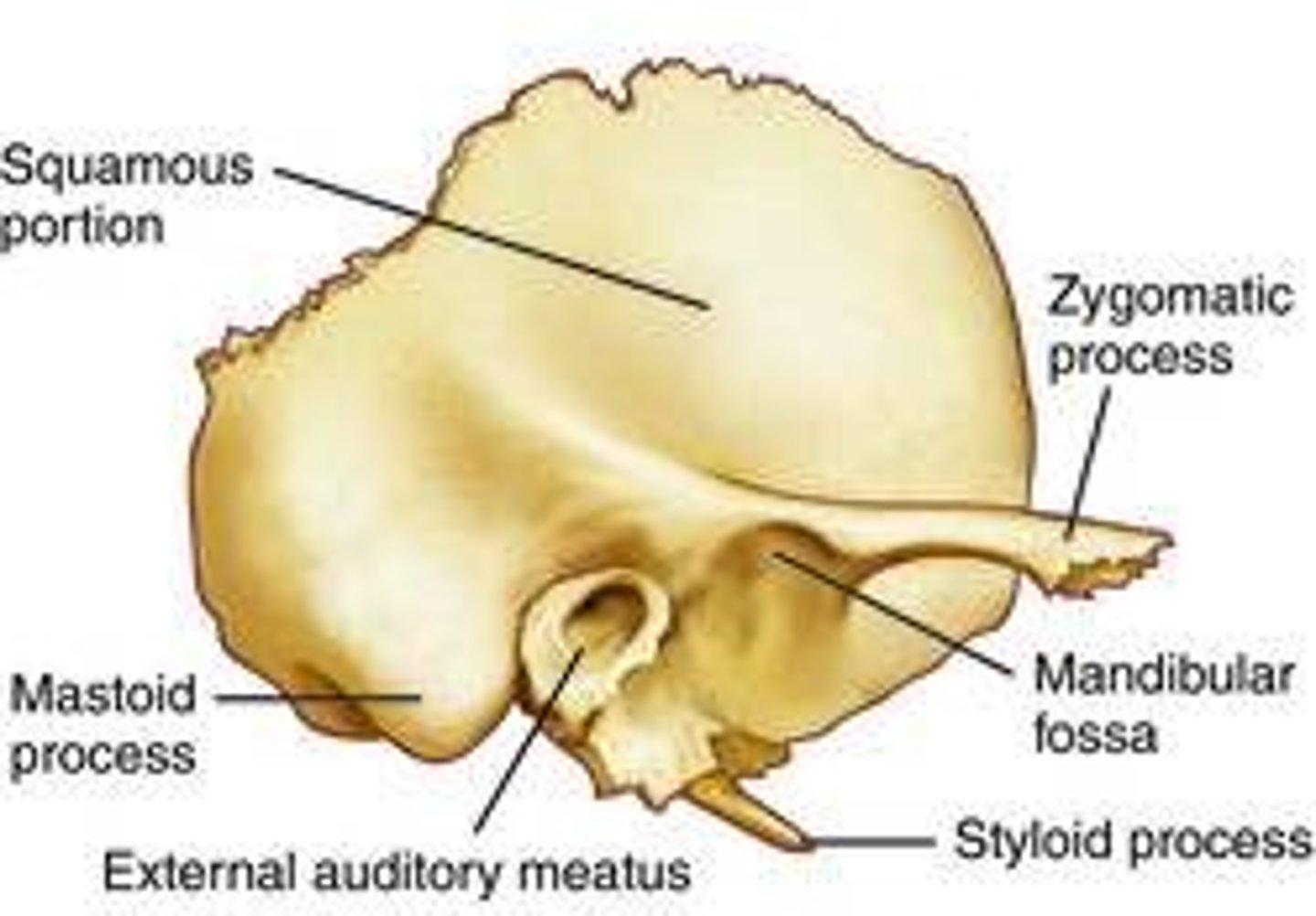 <p>• Squama</p><p>• External auditory meatus</p><p>• Processes:</p><p>• Zygomatic process</p><p>• Styloid process</p><p>• Mastoid process</p><p>External acoustic meatus → air in meatus conducts sound to the eardrum </p><p>Carotid canal → internal carotid artery</p><p>Stylomastoid foramen → Facial nerve (N V) </p>