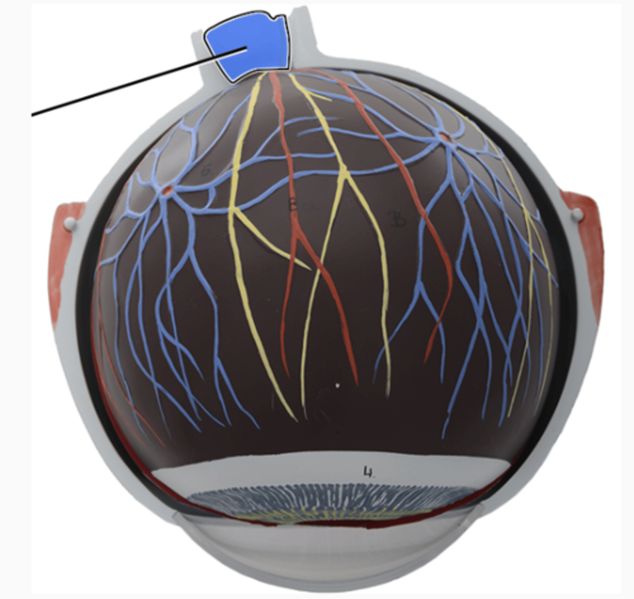 <p>the nerve that carries neural impulses from the eye to the brain (superficial/posterior)</p>