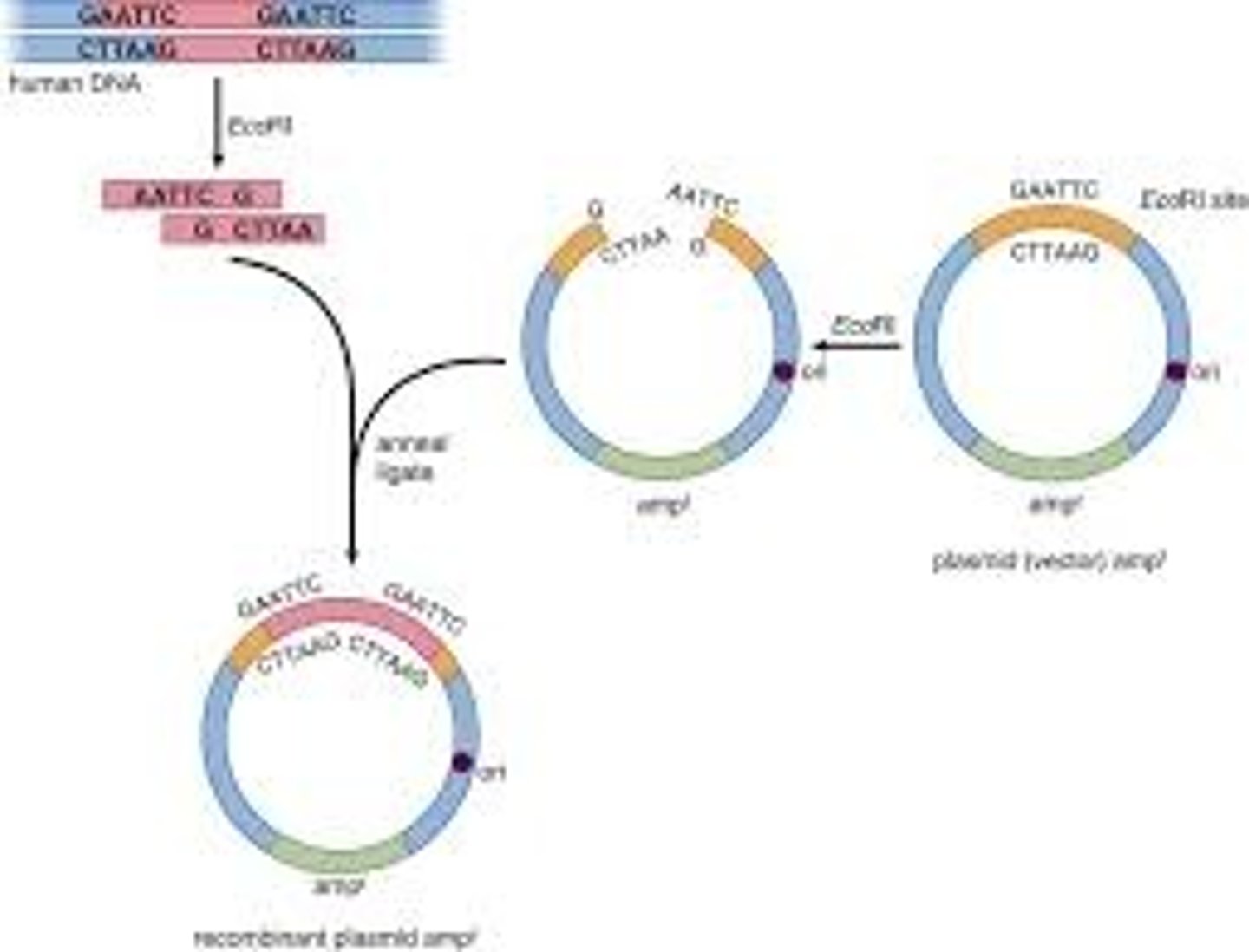 <p>plasmid that has had a particular gene, from another source, inserted into it using restriction enzymes, and secured using DNA ligase</p>
