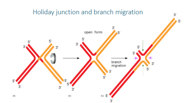 <p>in a Holliday junction is the process where a DNA strand is progressively exchanged for a homologous strand, effectively moving the crossover point along the DNA</p>