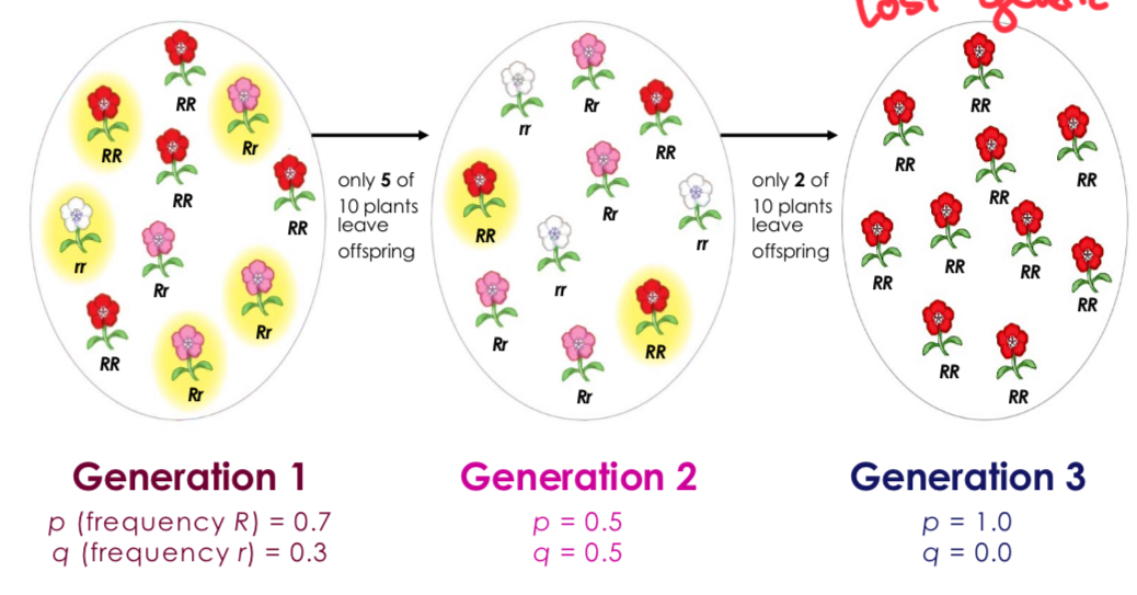 <p>A random change in allele frequencies due to sampling error over generations</p>