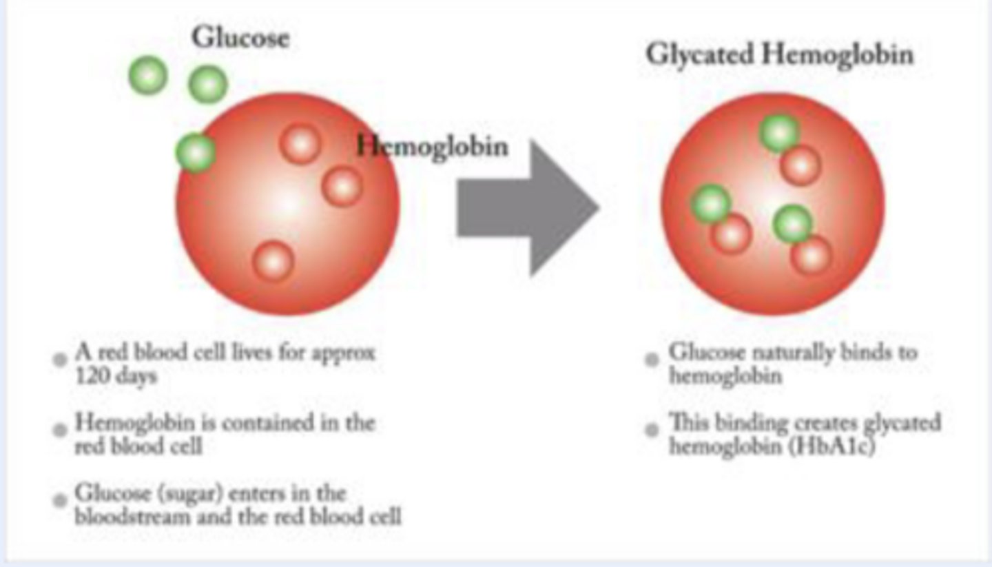 <p>normal HgbA1c: 4-5.6%</p><p>a red blood cell lives for approx 120 days</p><p>hemoglobin is contained in the red blood cell</p><p>glucose (sugar) enters in the bloodstream and the red blood cell</p><p>glucose naturally binds to hemoglobin</p><p>this binding creates glycated hemoglobin (HbA1c)</p>