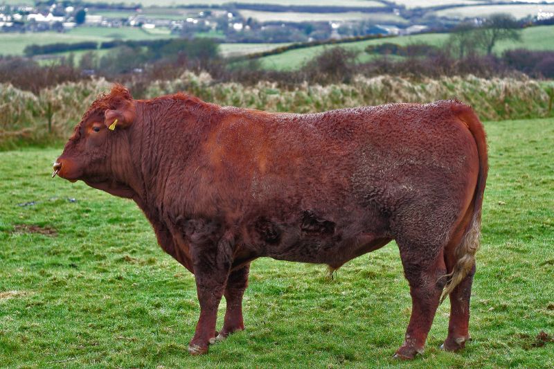 <p>first cattle in the US, easy calving, docile, able to adapt, good grass fed</p>