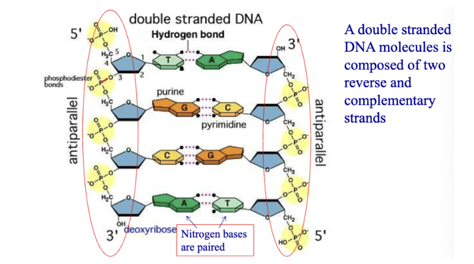 <p><span>-</span><span style="font-size: 7pt; font-family: "Times New Roman"">&nbsp;&nbsp;&nbsp;&nbsp;&nbsp;&nbsp;&nbsp; </span><span>Two DNA strands run in opposite directions (one in 5’3’ and the other in 3’ 5’) – antiparallel</span></p>