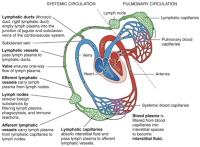 <p>Interstitial fluid —&gt; lymph capillaries —&gt; lymph vessels —&gt;lymph trunks —&gt; lymph ducts —&gt;subclavian veins</p>