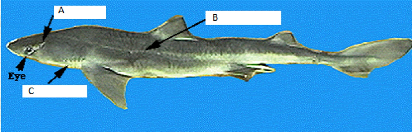 <p>Part Labeled B</p>