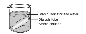 <p>The diagram below and on your knowledge of biology. The diagram represents an experimental setup.</p><p>A student filled a dialysis tube with 97% water solution and sealed the ends. The tube and its contents had a mass of 55 grams. The student placed the tube in a solution, and the mass of the tube and its contents increased to 60 grams. Into which solution was the dialysis tube placed?</p>