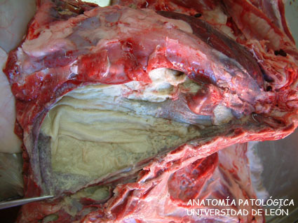 <p>Neumonía gangrenosa y empiema. Ovino.</p>
