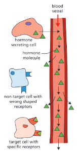<ul><li><p>glands</p></li><li><p>hormones</p></li><li><p>bloodstream</p></li><li><p>hormone</p></li><li><p>target organ</p></li><li><p>effect</p></li><li><p>slower</p></li><li><p>longer</p></li></ul><p></p>