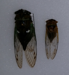 Cicadas