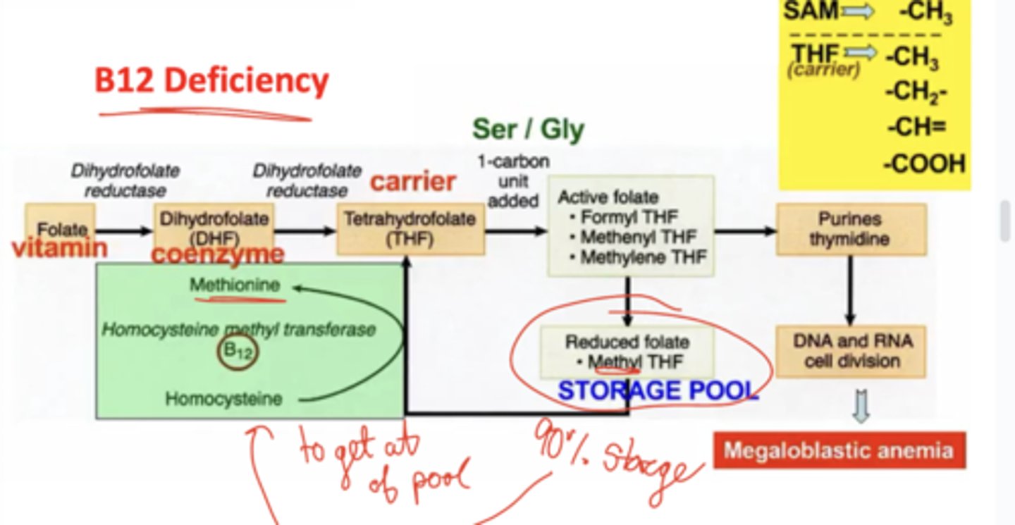 <p>B12 is responsible for the mobilization of the storage pool (5-methyl THF) into THF to be made into active folate for real shenanigans like DNA synthesis. B12 is required for methionine synthase to make THF, and therefore lack of B12 leaves all that sweet methyl THF stuck in the storage pool (90% of THF is stored there at all times). Because there is no other direction of escape from this storage other than through MS, this leads to a lack of THF and therefore a lack of DNA synthesis, and megaloblastic anemia similarly to folate deficiency.</p>