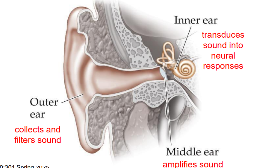 <p>middle ear </p>