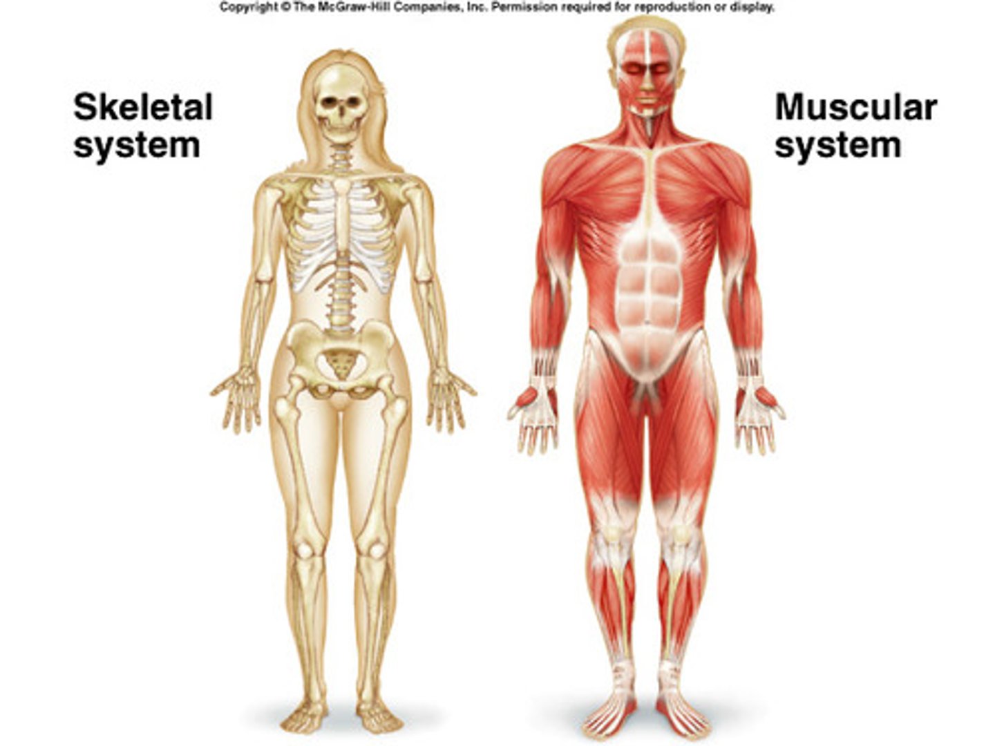 <p>the system of bones and skeletal muscles that support and protect the body and permit movement</p>