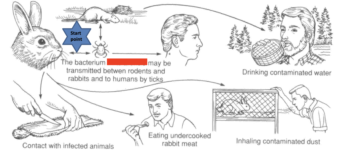 <p>found intracellular in macrophages. causative agent of tularemia (rabbit fever). acute infectious disease of wild animals, especially rabbits &amp; ground squirrels. direct contact is most common mode of transmission, also bites of insect vectors. febrile disease, chills, headaches, back pain, progressive weakness, exhaustion</p>