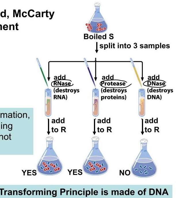 If they see transformation, then transforming principle was not destroyed. 

Transformed bacteria fremained virulent in subsequent generations so transformed traits are heritable. 