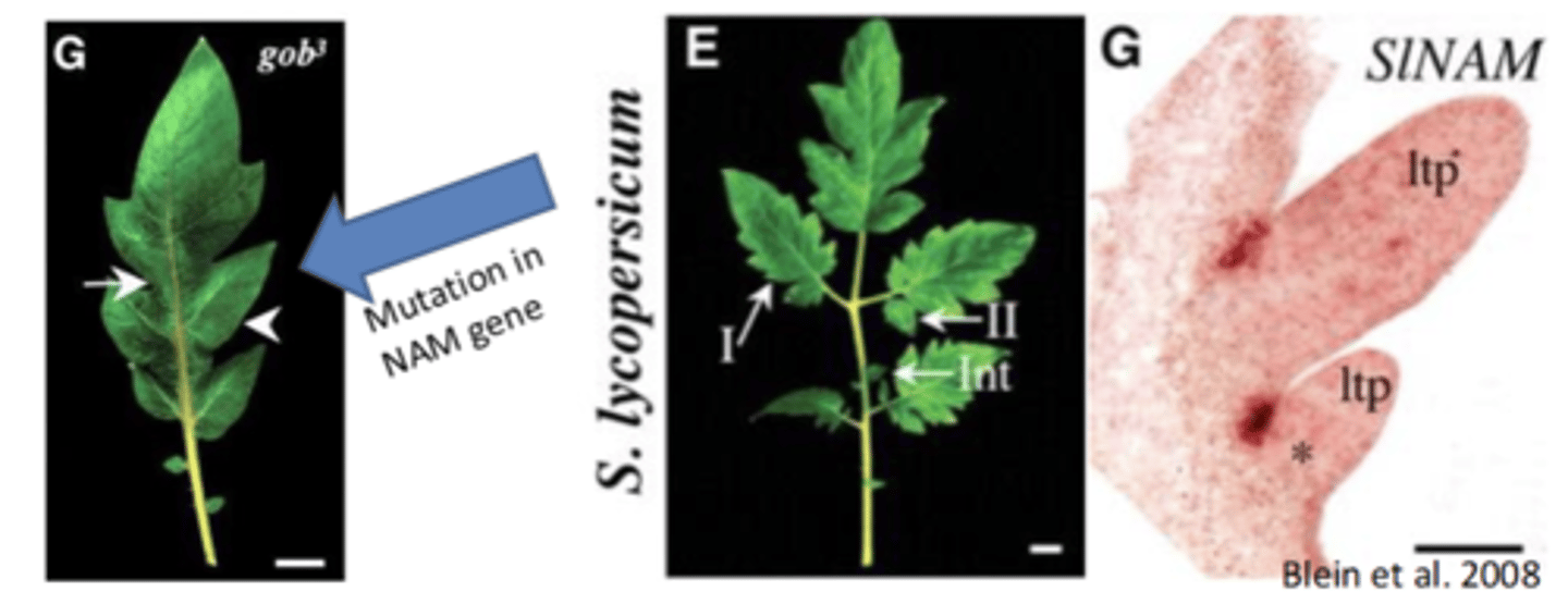 <p>Compound leaves and floral zygomorphy (symmetry)</p><p>NAM and CUC genes in diverse plants</p><p>• These proteins repress growth, giving rise to indentations in the leaf margin</p>