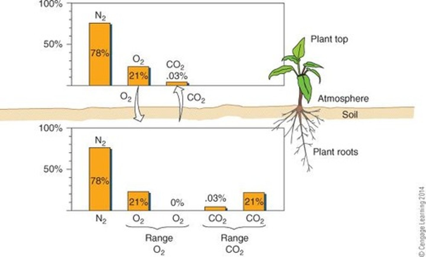 <p>Soil aeration allows for the exchange of gases, with roots and soil organisms consuming oxygen and releasing CO₂.</p>