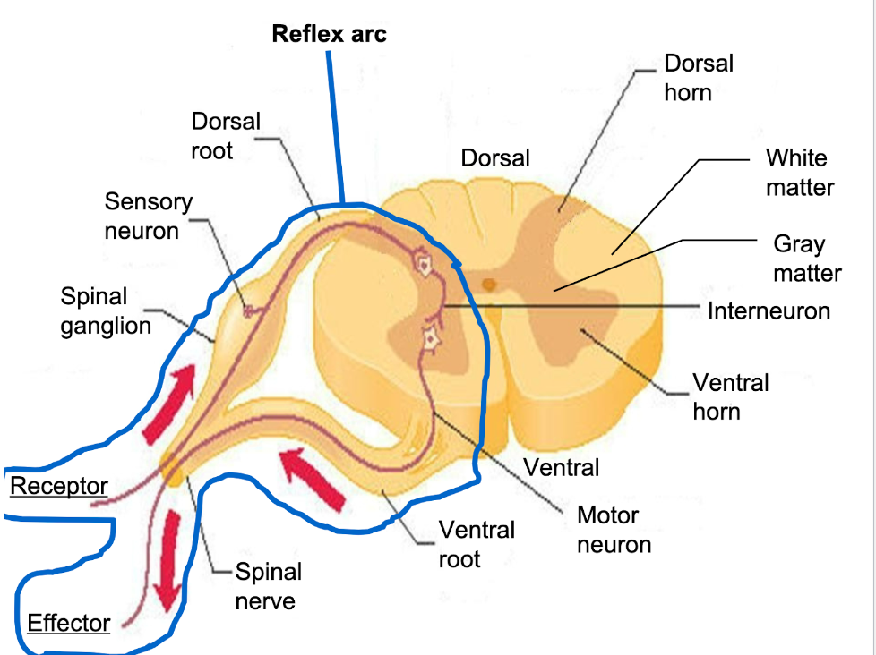 <p>neural pathway that controls a reflex act</p><p></p>