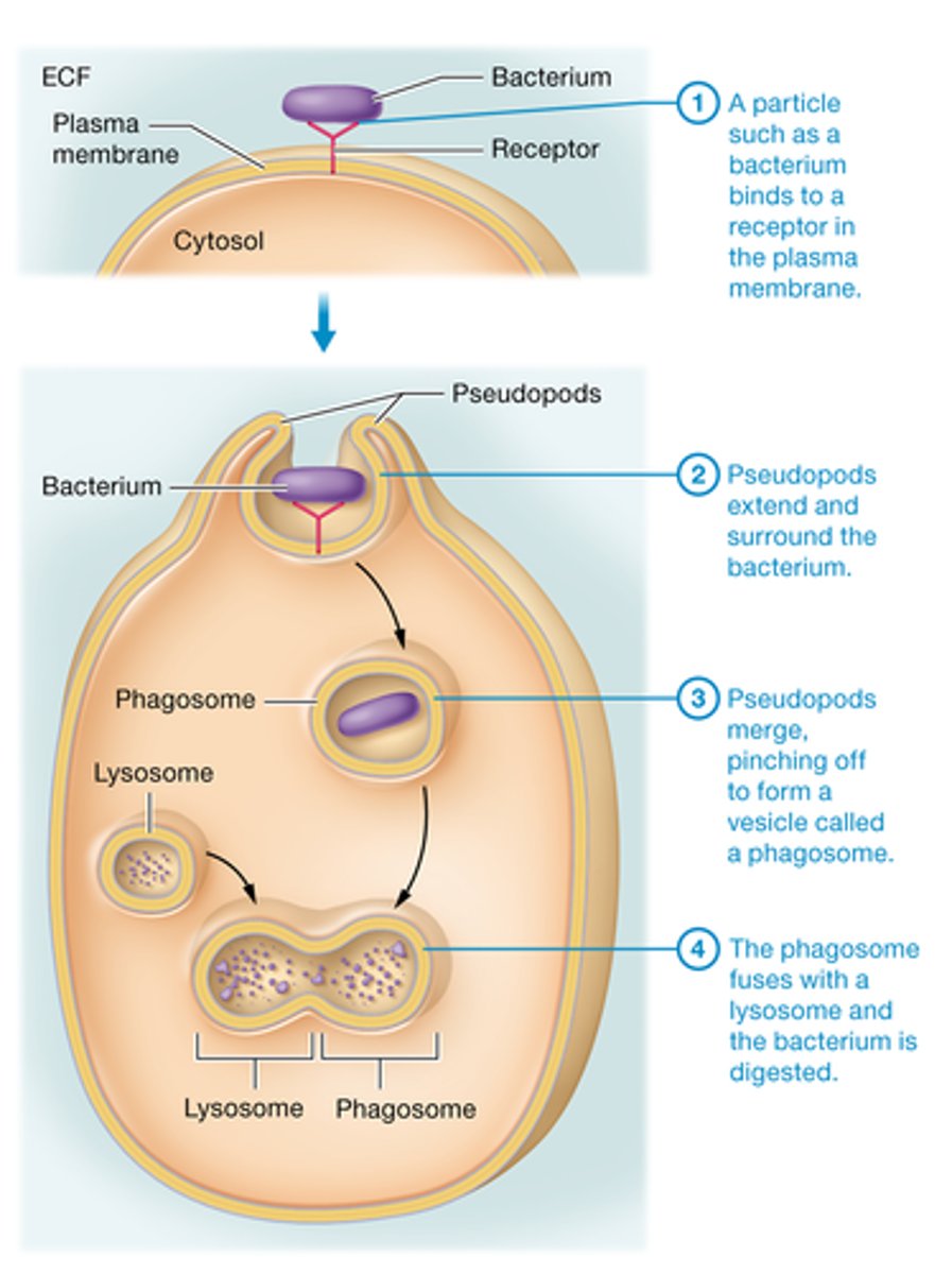 <p>Defined: process by which a cell takes material into the cell by infolding of the cell membrane.</p><p>Type of Transport: Active </p><p>Example: leucocytes, neutrophils, and monocytes can engulf foreign substances like bacteria.</p>