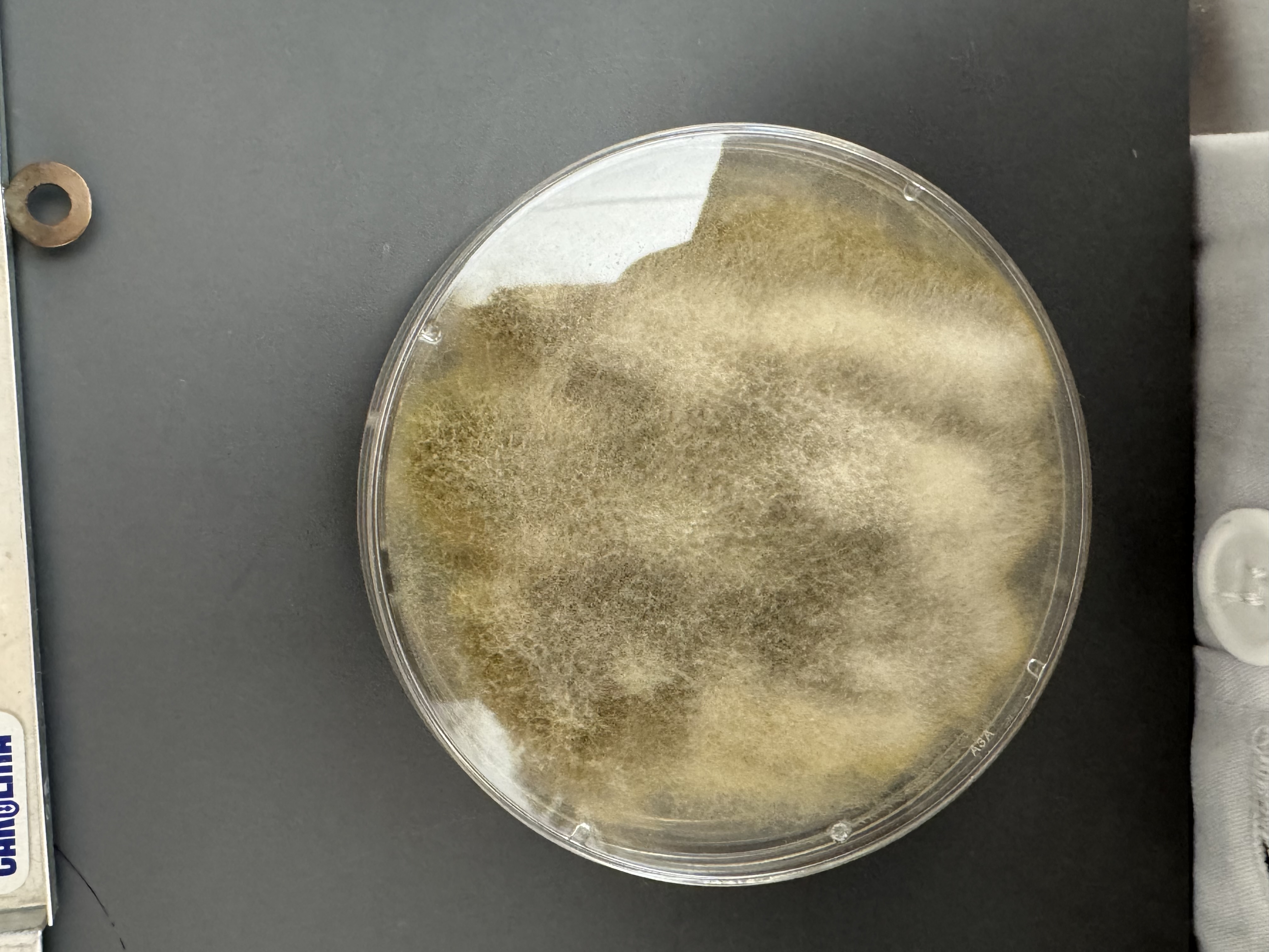 <p>Aspergillus flavus</p>