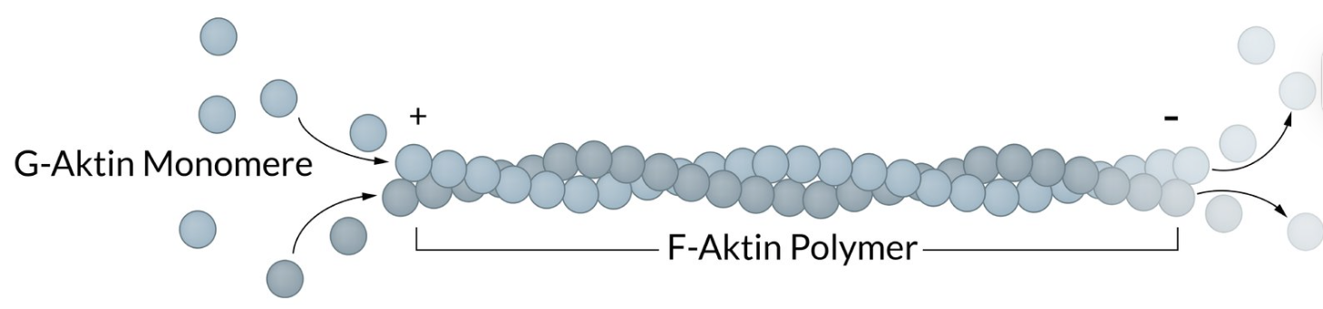 <p>A. They consist of G-actin subunits that typically bind ATP or ADP.</p>