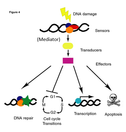 <p>Principles of DNA Repair: </p><p>Several things are required for successful repair of DNA damage. The cell must have a way of recognizing the damage, the job of______proteins. The presence of damage must then be signaled by_______proteins to_________that actually repair it. In some cases, all of these activities are combined in a single protein, but in other the system is enormously complex and is fully integrated with all other cellular functions (e.g. transcription, translation, cell cycle progression and DNA replication). Nearly all forms of DNA repair require an intact________such as the ________of DNA or the_________.</p>