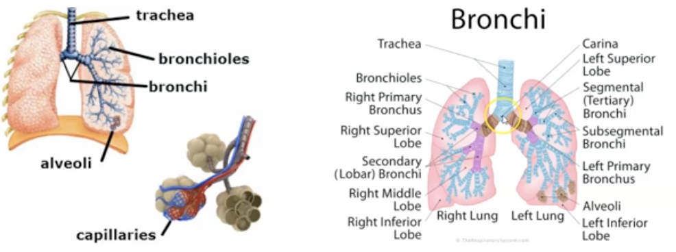 <p>Bronchi and Bronchioles. They are tubes that carry air from the trachea into the left and right lungs. (check image)</p>