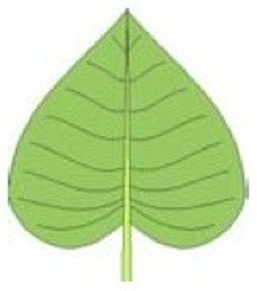 <p>Shape - Chordate</p><p>Margin - Entire</p><p>Venation - Pinnate</p>