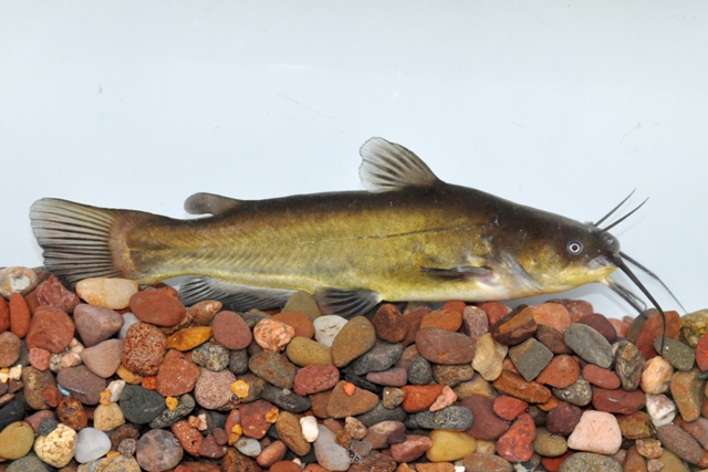 <p>Black Bullhead; dark barbels, squared tail, adipose fin joined to caudal base.</p>