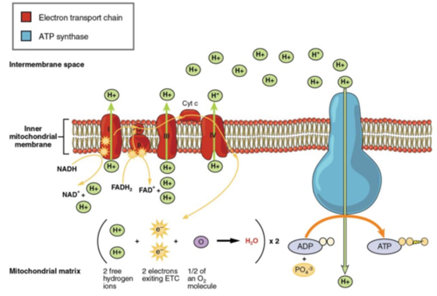 <p>how oxidative phosphorylation occurs (energy in electrons passed onto ATP). Located on inner mitochondrial membrane.</p>