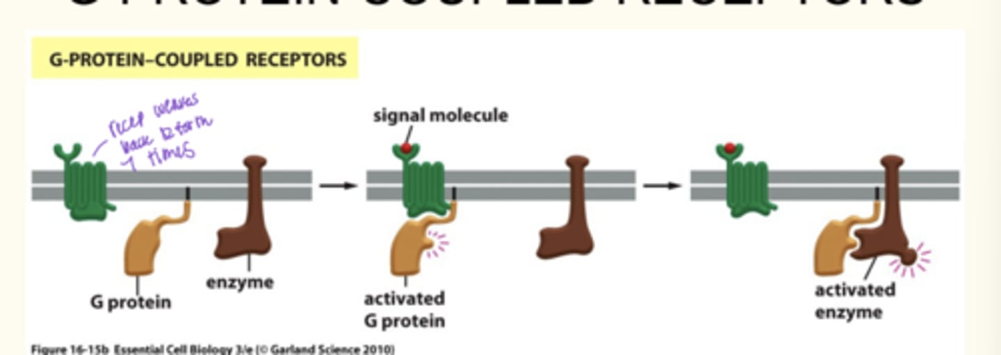 <p>- Seven-pass trans-membrane receptor</p><p>• Largest family of cell surface receptors</p><p>• Half of all known drugs work through GPCRs</p>