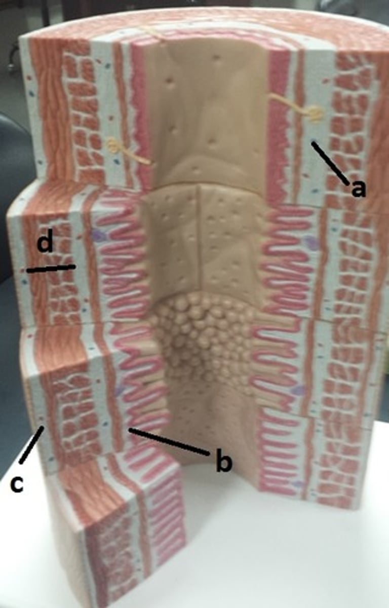 <p>What layer of the GI tract is a?</p>
