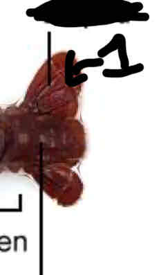 <p>Identify structure 1</p>