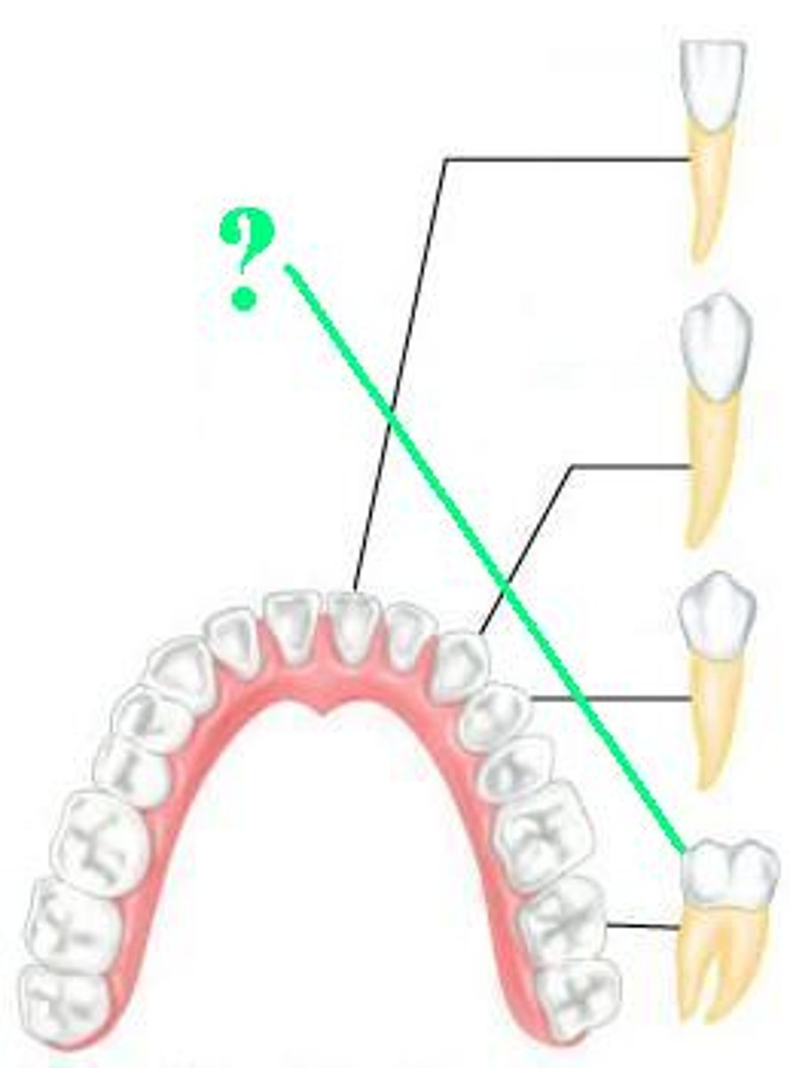 <p>Identify the indicated type of adult tooth</p>