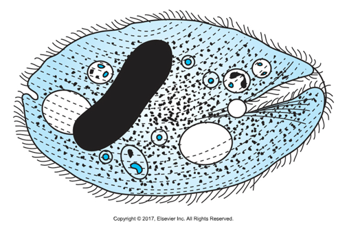 <p>Cilia: Tiny, undulating hairs</p>