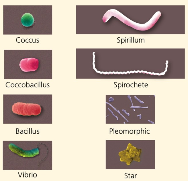 Chapter 11: Characterizing and Classifying Prokaryotes Flashcards | Knowt